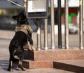 Portrait of working police dog Royalty Free Stock Photo