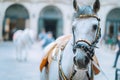 Portrait of the world famous Lipizzaner Stallion legendary White Stallions horse before show. Spanish Riding School in Royalty Free Stock Photo