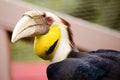 Portrait of wreathed hornbill