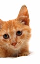 Portrait of wretched red small cat Royalty Free Stock Photo