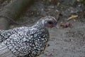 Portrait of a wyandotte chicken standing on the soil ground - breeding Royalty Free Stock Photo