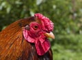Portrait of a wyandotte rooster
