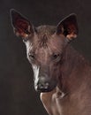 Portrait of  Xoloitzcuintli Dog Royalty Free Stock Photo