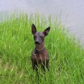 Portrait of Xoloitzcuintli. Mexican Naked Dog close-up