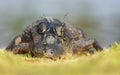 Portrait of a Yacare caiman on a river bank