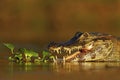 Portrait of Yacare Caiman in water plants, crocodile with open muzzle, Pantanal, Brazil