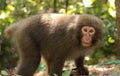 Portrait of a yaku monkey Yakushima Macaque found at Seibu-Rindo forest path, Yakushima island, Japan