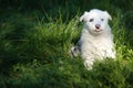 Portrait of yakutian laika puppy