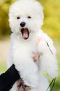 Portrait of a yawning Bichon Frise puppy with a black leash raised and held by female hands against a blurred background