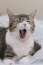 Portrait of a yawning cat in close-up. A pet without teeth. Boredom, drowsiness. Royalty Free Stock Photo