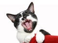 Portrait of a yawning cat Royalty Free Stock Photo