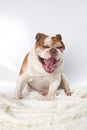 Portrait of a yawning dog breed English Bulldog.
