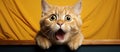 Portrait of a yawning ginger cat with wide open mouth on orange background