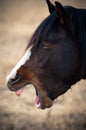 Portrait of a yawning horse head Royalty Free Stock Photo