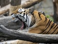 Portrait of a yawning largest tiger, Amur Tiger, Panthera tigris altaica
