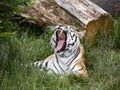Portrait of a yawning largest tiger, Amur Tiger, Panthera tigris altaica Royalty Free Stock Photo