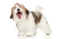 Portrait yawning Lhasa-Apso