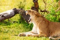 Portrait of yawning lioness laying on green grass