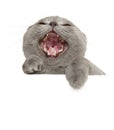 Portrait of a yawning Scottish fold cat Royalty Free Stock Photo