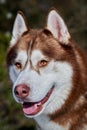 Portrait of a yawning Siberian Husky dog. Red husky dog closeup.