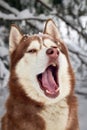 Portrait of a yawning Siberian Husky dog. Red husky dog close-up