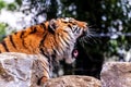 A portrait of a yawning siberian tiger. The dangerous predator is lying on a rock. The big cat is very tired, but it looks like Royalty Free Stock Photo
