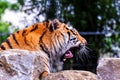 A portrait of a yawning siberian tiger with its eyes closed. The dangerous predator is lying on a rock. The big cat is very tired Royalty Free Stock Photo