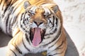 Portrait of a yawning tiger.