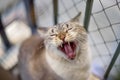 Portrait of a Yawning White Cat Royalty Free Stock Photo