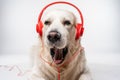 Portrait of a yawning White Golden Retriever with red headphones against a gray background Royalty Free Stock Photo