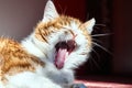 Portrait of a yawning white-red-haired cat Royalty Free Stock Photo