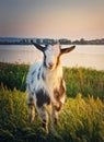 Portrait of a yeanling on the pasture. Black and white spotted goat kid in the meadow near the lake. Idyllic spring light Royalty Free Stock Photo