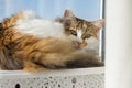 Portrait of 10 year old domestic tricolor female cat looking at the camera lying on the windowsill, blue sunny sky background Royalty Free Stock Photo