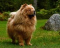 Portrait of a 9 year old female Chow Chow