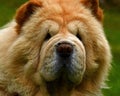 Portrait of a 9 year old male Chow Chow