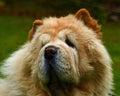 Portrait of a 9 year old male Chow Chow