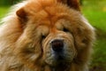 Portrait of a 9 year old male Chow Chow