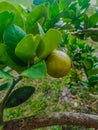 Portrait of a yellow Asian lemon on its tree Royalty Free Stock Photo