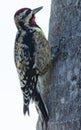 Portrait of a Yellow Bellied Sapsucker