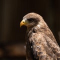 A portrait of a Yellow Billed Kite