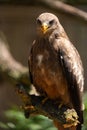 A portrait of a Yellow Billed Kite