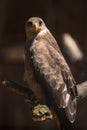 A portrait of a Yellow Billed Kite