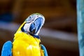 Portrait of a yellow and blue macaw Royalty Free Stock Photo