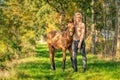 Portrait of a yellow, brown foal and a young woman in casual clothes. Autumn trees in background , golden sunlight Royalty Free Stock Photo