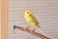 Portrait of yellow canary in cage Royalty Free Stock Photo