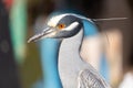 Portrait of a Yellow-crowned Night Heron. Royalty Free Stock Photo