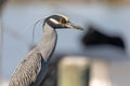 Portrait of a Yellow-crowned Night Heron. Royalty Free Stock Photo