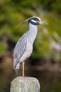 Portrait of a Yellow-crowned Night Heron perching on an old dock piling.