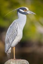 Portrait of a Yellow-crowned Night Heron. Royalty Free Stock Photo