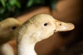 Portrait of a yellow duckling head. young duck brood